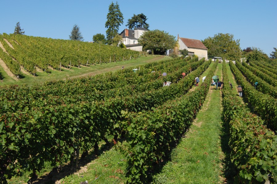 Noblaie Vineyard