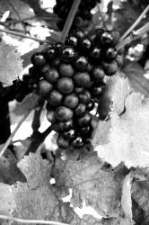 BW Grapes Pfaffl BW Grapes Pfaffl